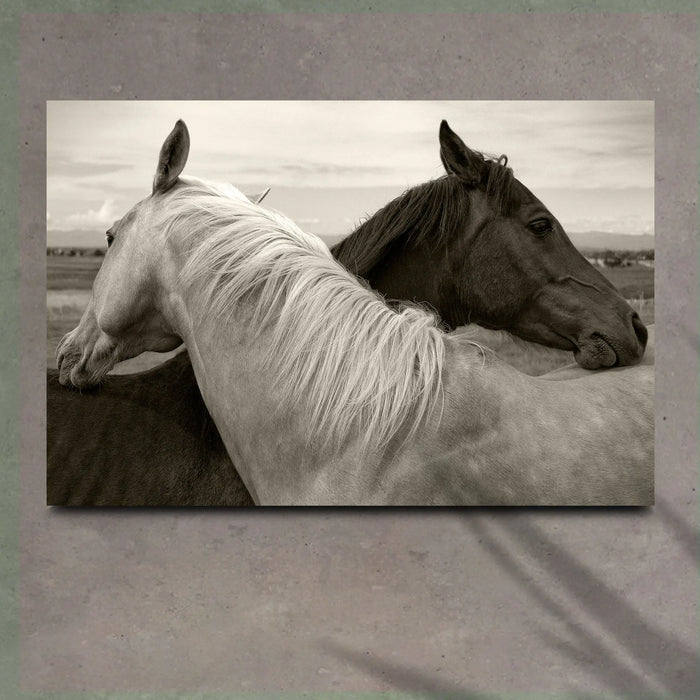 Monochrome Couple Horse Canvas Wall Art by Tailored Canvases