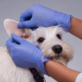100-Pack: Nitrile Powder Free Violet Medium Gloves by DailySale