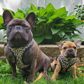 Wild Thing Reversible Harness by Pawmigo