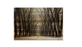 Parvez Taj Tree Path 45-Inch x 30-Inch Pine Wood Wall Art by Vanessa Jane