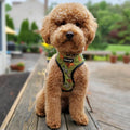 Wild Thing Reversible Harness by Pawmigo