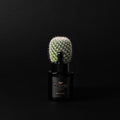 Musgo Real Beard Oil Black Edition 1 fl Oz by Pasteur Pharmacy