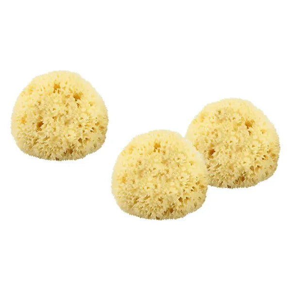 The Sponge Company Sea-Silk Cosmetic Sponge #3 1PC LG [101-03] by Pasteur Pharmacy