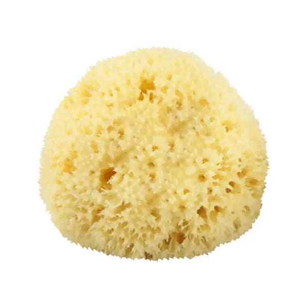 The Sponge Company Natural Bathing Sea Sponge #2 Medium [202-02] by Pasteur Pharmacy