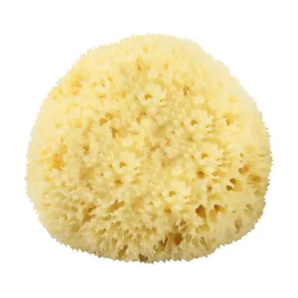 The Sponge Company - Natural Bathing Sea Sponge #3 Large [202-03] by Pasteur Pharmacy