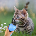 500ml Pet Water Bottle Portable Water Cup by DailySale