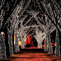 55' Solar-Powered 100-LED Fairy Light String - Warm White by DailySale