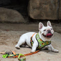 Wild Thing Reversible Harness by Pawmigo