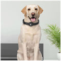 Adjustable Black Silicone Dog Collar for Large Dogs - Apple AirTag by Zerodamage Sahara Case LLC