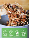 TOYPOPOR Leca Clay Pebbles Grow Media 6 Quarts Lightweight Clay Balls by Deal US
