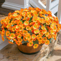 INSPRING Daisy Artificial Outdoor Silk Flowers 6 Bundles Orange UV Resistant by Deal US