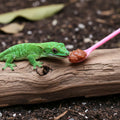 9Pcs Silicone Reptile Feeding Dish Set, Colorful Small Animal Bowls with 2 Silicone Spoon for Reptile Tanks, Practical Crested Gecko Tank Accessories for Small Pet