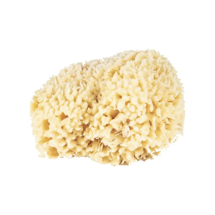 The Sponge Company Natural Bathing Sea Sponge #5 Super [202-05] by Pasteur Pharmacy