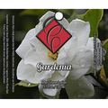 Catie's Bubbles Gardenia Shaving Collection by Pasteur Pharmacy