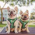 Teacher's Pet Reversible Harness by Pawmigo