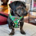 Teacher's Pet Reversible Harness by Pawmigo