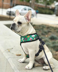 Teacher's Pet Reversible Harness by Pawmigo
