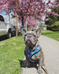 90s Baby Reversible Harness by Pawmigo
