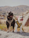 Wild Thing Leash Kit by Pawmigo