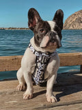 Polka Dog X-Fit Harness by Pawmigo