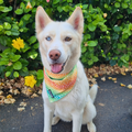 Chasing Rainbows Cooling Bandana by Pawmigo