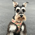 Jurassic Bark Reversible Harness by Pawmigo