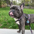 May Flowers Free-Fit Harness by Pawmigo