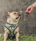 Muddy Paws Reversible Harness by Pawmigo