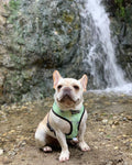 Muddy Paws Reversible Harness by Pawmigo
