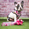Fairytail Reversible Harness by Pawmigo