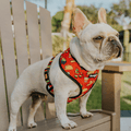 Taco Tuesday Reversible Harness by Pawmigo