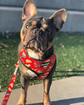 Taco Tuesday Reversible Harness by Pawmigo