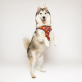 Pawgwarts Everyday Adjustable No-Pull Dog Harness by Pawmigo