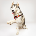 Pawgwarts Everyday Adjustable No-Pull Dog Harness by Pawmigo
