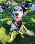 Polka Dog Leash Kit by Pawmigo