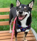 Red, White & Bark Leash Kit by Pawmigo