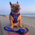 Red, White & Bark Reversible Harness by Pawmigo