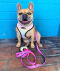 Slumber Pawty Leash Kit by Pawmigo