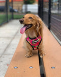 Snack Shack Reversible Harness by Pawmigo