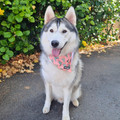 Succa For You Cooling Bandana by Pawmigo
