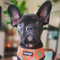 Succa For You Reversible Harness by Pawmigo