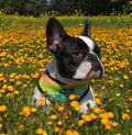 Tie-Dye For Reversible Harness by Pawmigo