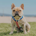 Red, White & Bark Free-Fit Harness by Pawmigo