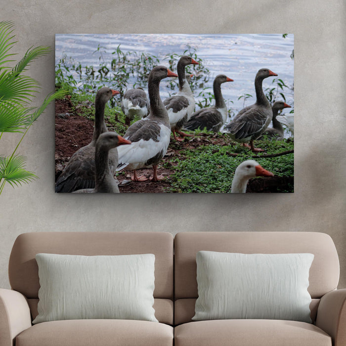 Flock Of Domestic Geese Canvas Wall Art by Tailored Canvases