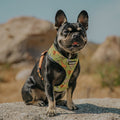 Wild Thing Reversible Harness by Pawmigo