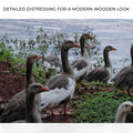 Flock Of Domestic Geese Canvas Wall Art by Tailored Canvases
