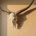 ADG42 Decorative Steer Skull and Horns Western Wall Decor by Active Doodie Gear­®