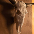 ADG42 Decorative Steer Skull and Horns Western Wall Decor by Active Doodie Gear­®