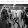 Black And White Baby Goats Canvas Wall Art by Tailored Canvases