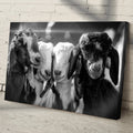 Black And White Baby Goats Canvas Wall Art by Tailored Canvases